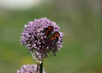 New Zealand red admiral (Vanessa gonerilla) nectaring on purple leek flower in a vegetable garden. It is called kahukura in te reo Māori.