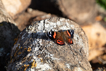 New Zealand red admiral (Vanessa gonerilla) basking on textured bark log. All four wings can be seen. This butterfly is endemic to New Zealand.