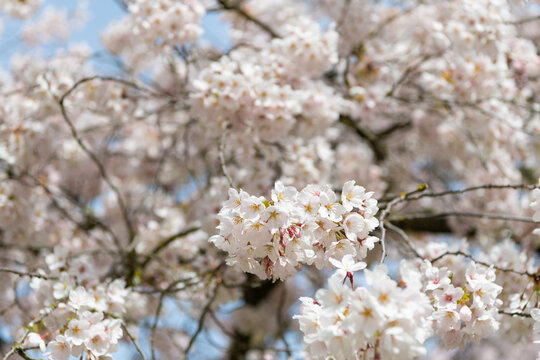 selective focus of spring sakura blooming on branch. photo of blooming sakura bloom.