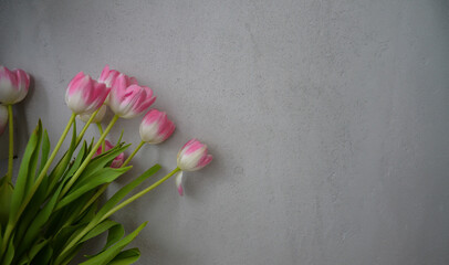 Różowe tulipany na szarym tle