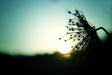 plant detail in the forest at springtime.