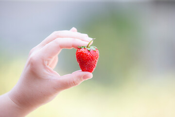beautiful red freshly strawberry on  hand