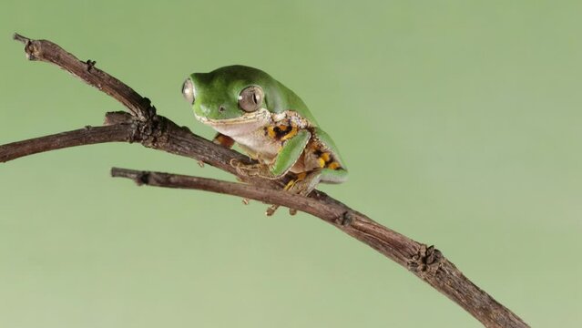 Footage Phyllomedusa hypochondrialis climbing on branch, Northern orange-legged leaf frog or tiger-legged monkey frog closeup, Male tiger-legged monkey frog  
