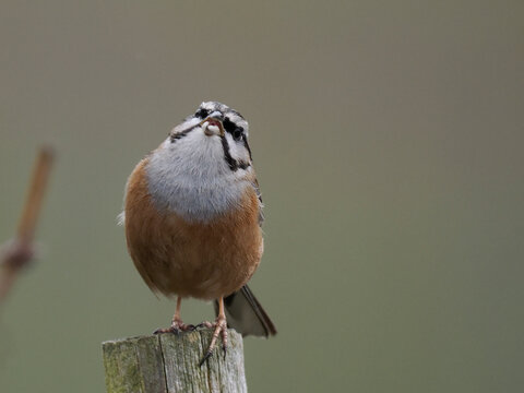 Zippammer (Emberiza cia)
