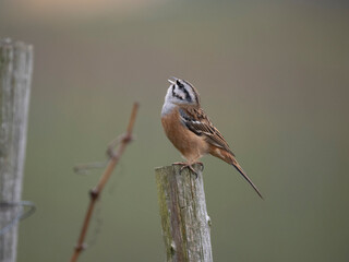 Zippammer (Emberiza cia)