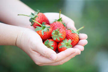 beautiful red freshly strawberries on  hand