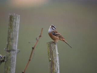 Zippammer (Emberiza cia)