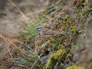 Zippammer (Emberiza cia)