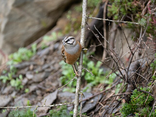 Zippammer (Emberiza cia)