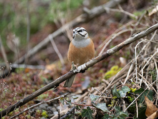 Zippammer (Emberiza cia)