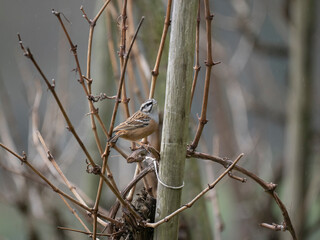 Zippammer (Emberiza cia)