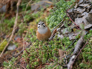 Zippammer (Emberiza cia)