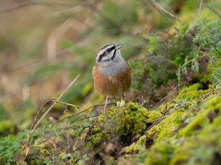 Zippammer (Emberiza cia)