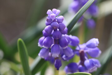 早春の日本の庭に咲く紫色のムスカリの花