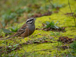 Zippammer (Emberiza cia)