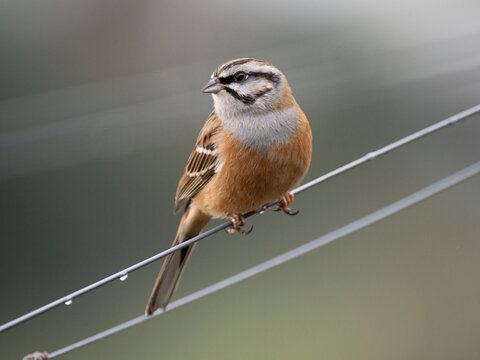 Zippammer (Emberiza cia)