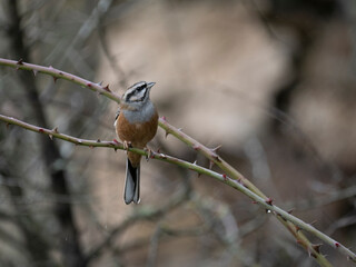 Zippammer (Emberiza cia)