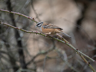 Zippammer (Emberiza cia)