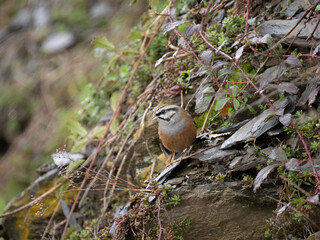 Zippammer (Emberiza cia)