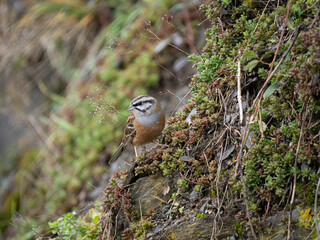 Zippammer (Emberiza cia)