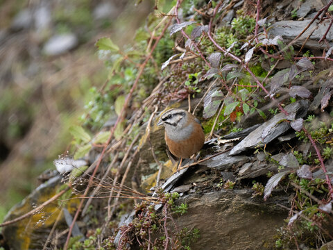 Zippammer (Emberiza cia)