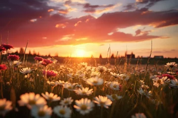 Fototapeten Sunset casting warm light over a field of blooming daisies. © GreenMOM