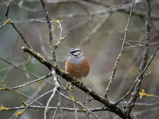 Zippammer (Emberiza cia)