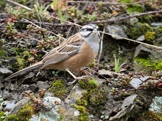 Zippammer (Emberiza cia)