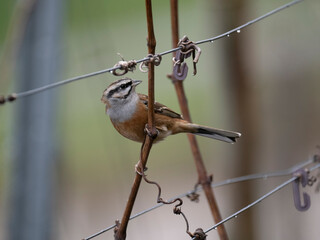 Zippammer (Emberiza cia)