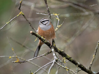 Zippammer (Emberiza cia)