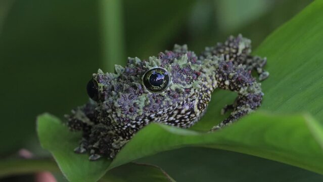 Theloderma corticale (Vietnamese mossy frog) camouflage on leaves, moss tree frog camouflage on leaves, Footage mossy tree frog on leaves