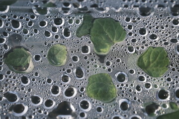 Vegetable greenhouse covered with water drops