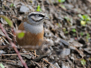Zippammer (Emberiza cia)