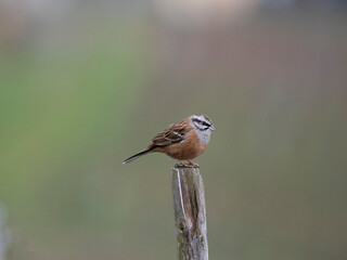 Zippammer (Emberiza cia)