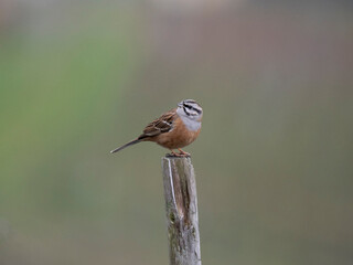 Zippammer (Emberiza cia)