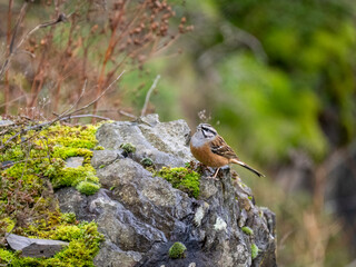 Zippammer (Emberiza cia)