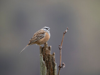 Zippammer (Emberiza cia)