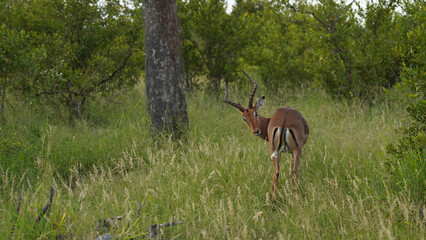 African Impala antelope in the wild