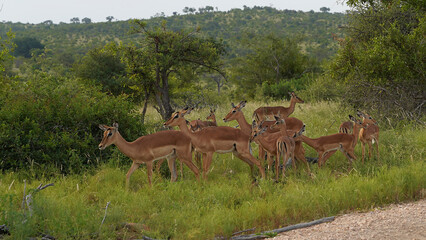 African Impala antelope in the wild