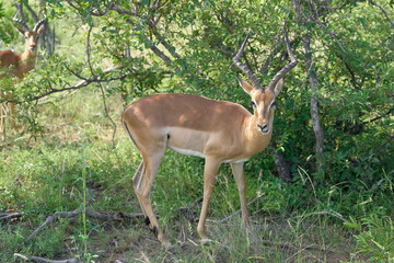 Naklejka na ściany i meble African Impala antelope in the wild