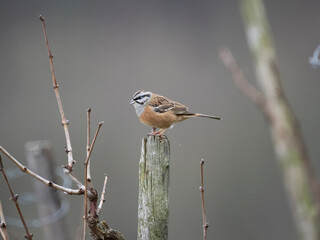 Zippammer (Emberiza cia)