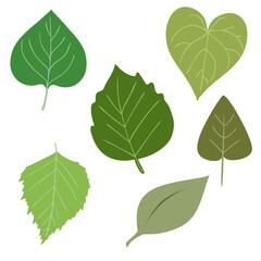 Different Kind Of Green Leaves Vector Set