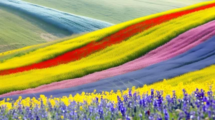 Foto op Canvas Colorful stripes of blooming fields, top view. Concept of farming and nature diversity © PSCL RDL