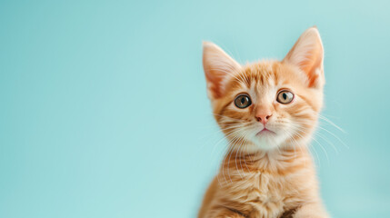 Cute kitty cat isolated on pastel blue background. Open eyes wide kitty cat isolated.