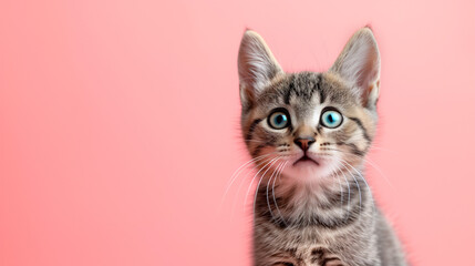 Cute kitty cat isolated on pastel pink background. Open eyes wide kitty cat isolated.