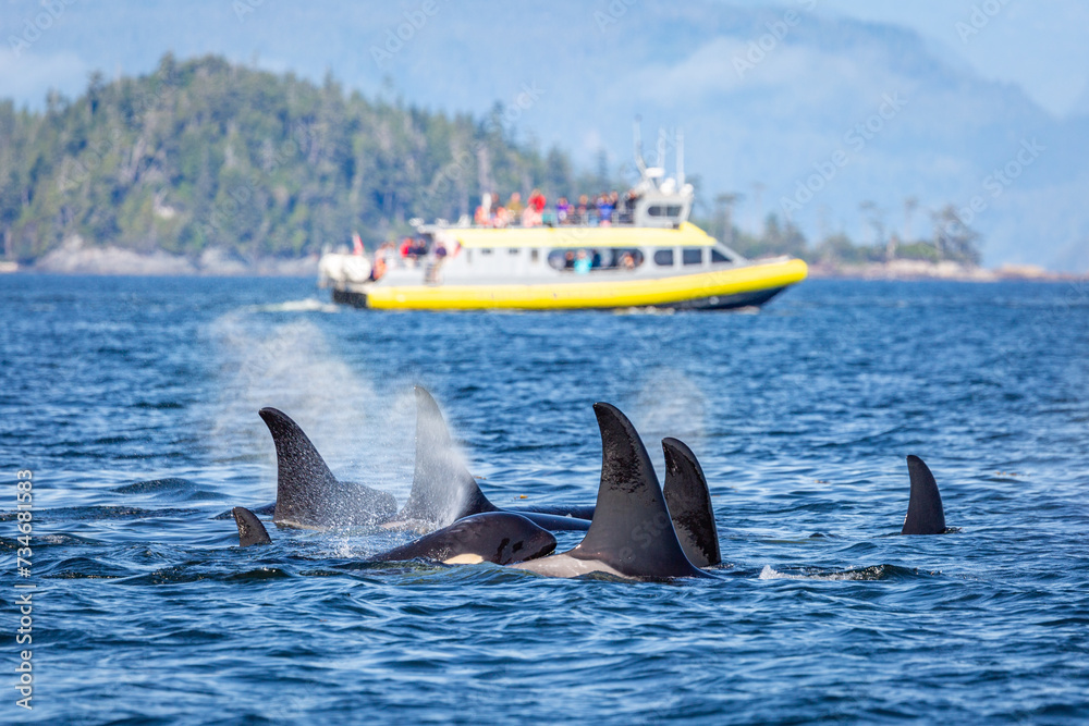 Wall mural wild killer whale watching at vancouver island