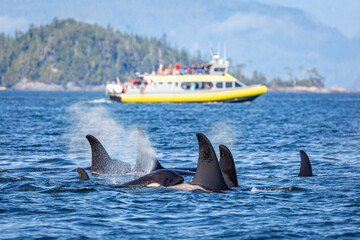 Wild Killer Whale Watching at Vancouver Island - 734681583