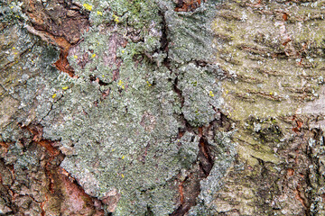 The texture of old tree bark. Close-up of tree bark. Old cherry bark.
