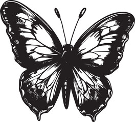 black and white butterfly
