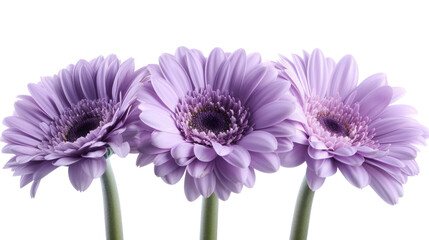 Purple Daisy Blooming in Isolation on White Background, Capturing the Beauty of Nature in Spring with Its Vibrant Petals and Elegant Stem. png